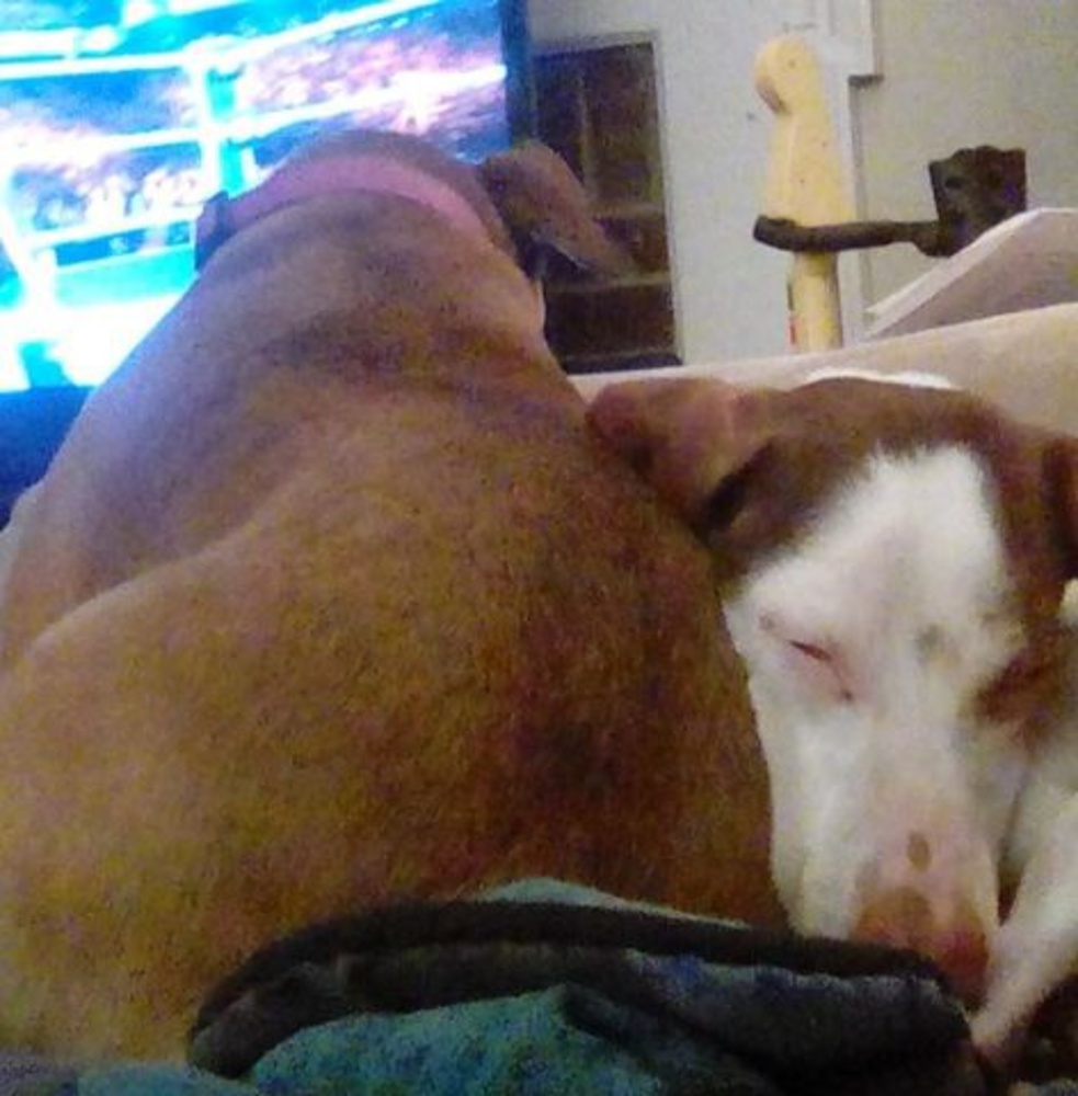 Meet your Posher, Molly